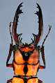 Prosopocoilus kannegieteri